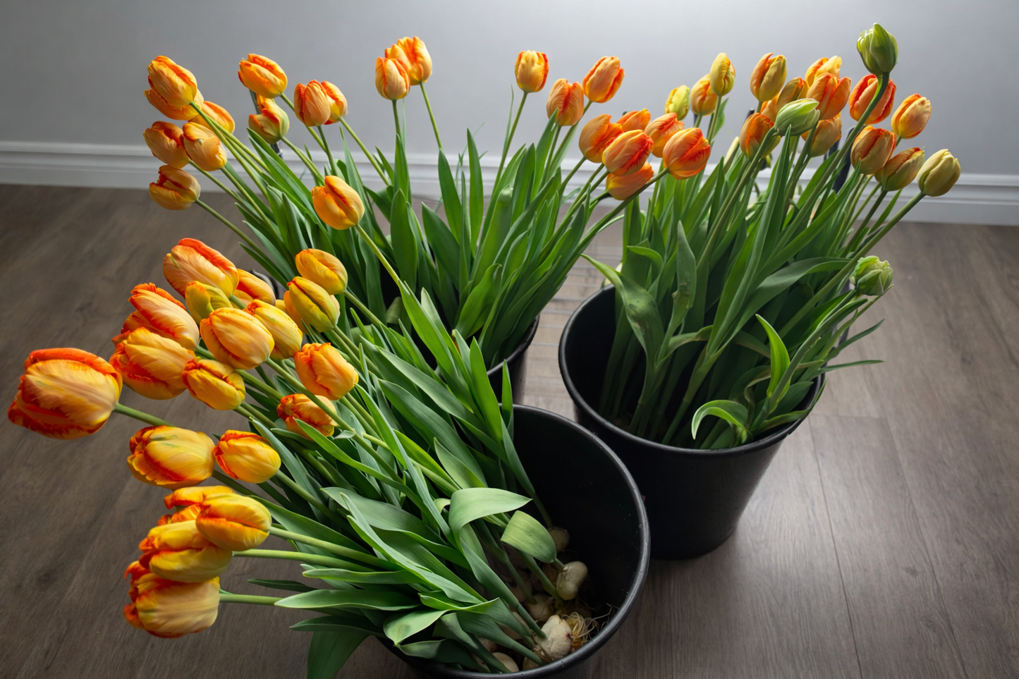 Specialty Tulips - Easter Delivery
