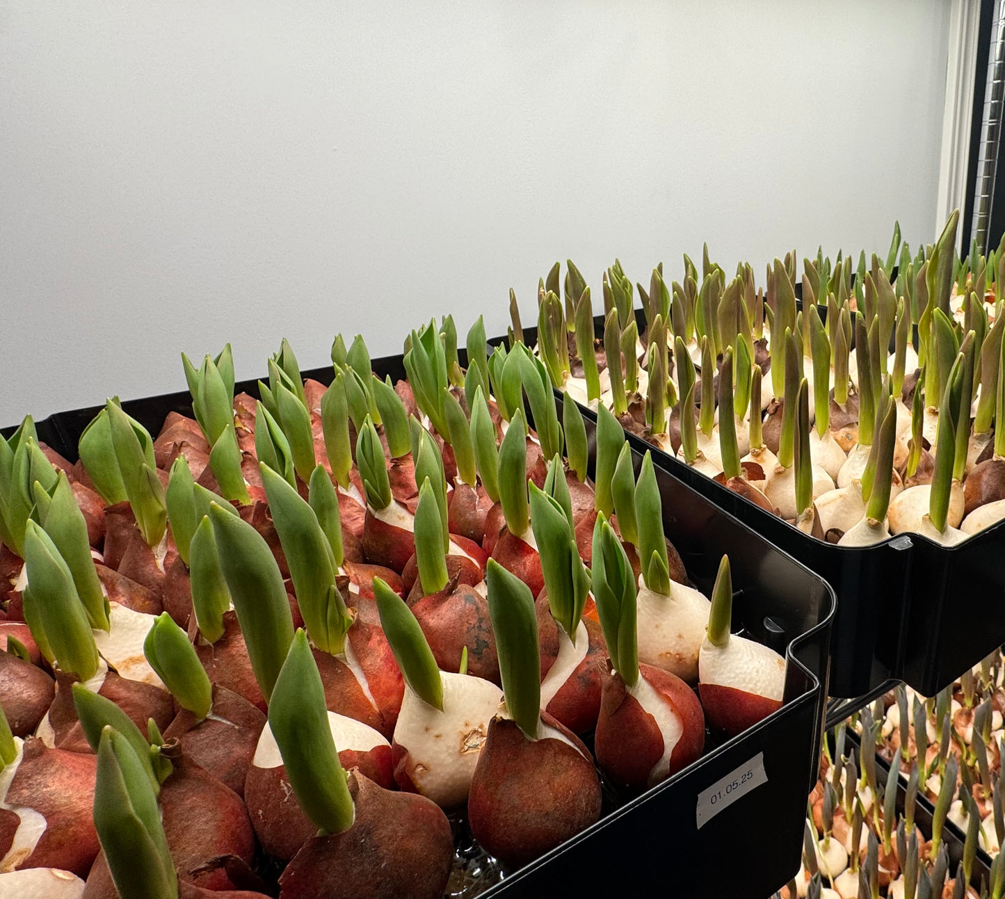 Specialty Tulips - Valentine's Delivery