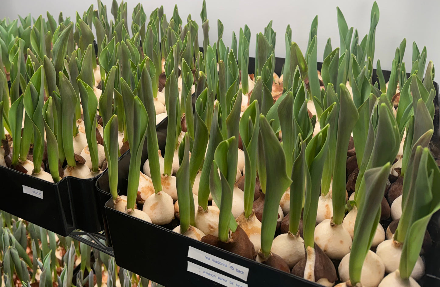 Specialty Tulips - Valentine's Delivery