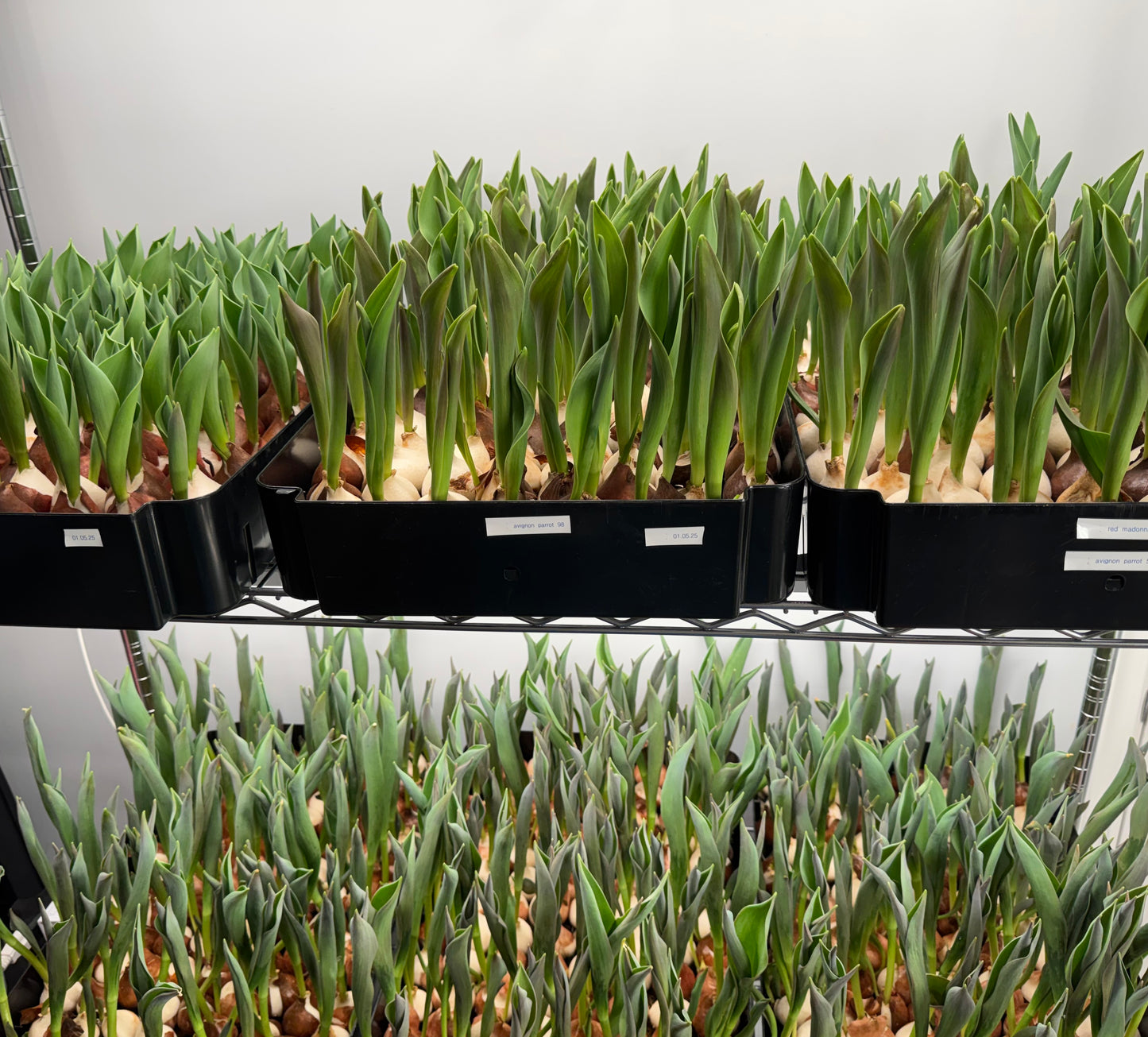 Specialty Tulips - Valentine's Delivery