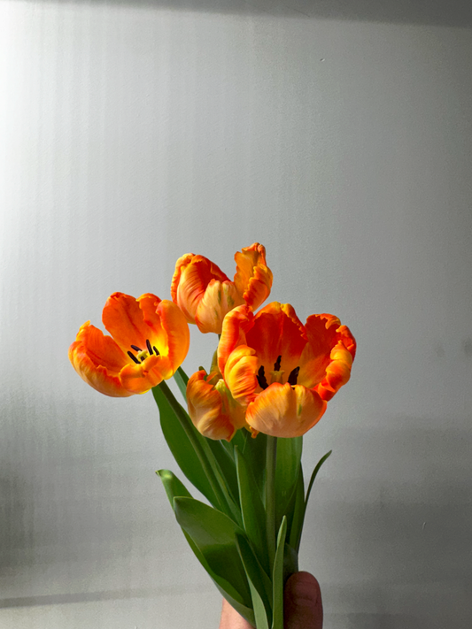 Specialty Tulips - Easter Delivery